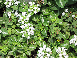 White Spotted Dead Nettle (Lamium maculatum 'Album') at Lakeshore Garden Centres