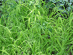 Golden Wood Millet (Milium effusum 'Aureum') at Lakeshore Garden Centres