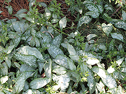 Northern Lights Lungwort (Pulmonaria 'Northern Lights') at Lakeshore Garden Centres