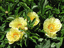 Yellow Dream Peony (Paeonia 'Yellow Dream') at Lakeshore Garden Centres