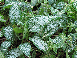 British Sterling Lungwort (Pulmonaria 'British Sterling') at Lakeshore Garden Centres