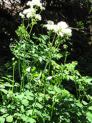 Sparkler Meadow Rue (Thalictrum aquilegiifolium 'Sparkler') at Lakeshore Garden Centres