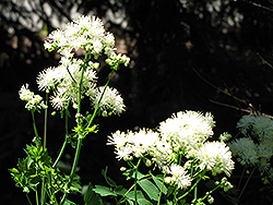 Sparkler Meadow Rue (Thalictrum aquilegiifolium 'Sparkler') at Lakeshore Garden Centres