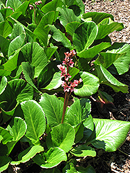 Baby Doll Bergenia (Bergenia 'Baby Doll') at Peter Knippel Garden Centre
