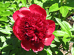 Dandy Dan Peony (Paeonia 'Dandy Dan') at Lakeshore Garden Centres