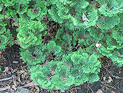 Nana Dwarf Hinoki Falsecypress (Chamaecyparis obtusa 'Nana') at Lakeshore Garden Centres