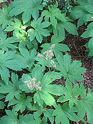 Crimson Fans Mukdenia (Mukdenia rossii 'Crimson Fans') at Lakeshore Garden Centres