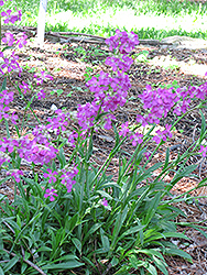 Firebird German Catchfly (Lychnis viscaria 'Firebird') at Lakeshore Garden Centres