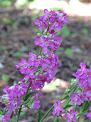 Firebird German Catchfly (Lychnis viscaria 'Firebird') at Lakeshore Garden Centres