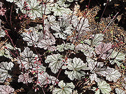 Gypsy Dancer Coral Bells (Heuchera 'Gypsy Dancer') at Lakeshore Garden Centres