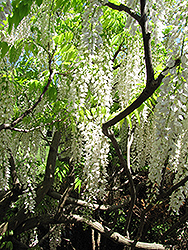 Longissima Alba Wisteria (Wisteria floribunda 'Longissima Alba') at Lakeshore Garden Centres