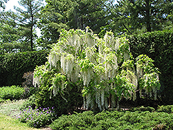 Longissima Alba Wisteria (Wisteria floribunda 'Longissima Alba') at Lakeshore Garden Centres