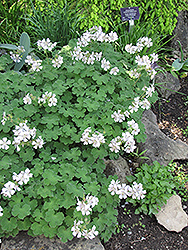 Dwarf Cranesbill (Geranium renardii) at Lakeshore Garden Centres