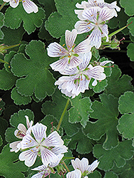 Dwarf Cranesbill (Geranium renardii) at Lakeshore Garden Centres