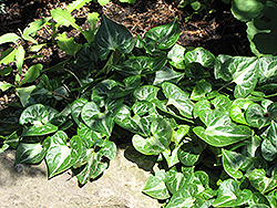 Hartweg's Wild Ginger (Asarum hartwegii) at Lakeshore Garden Centres