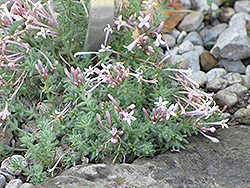 Woodruff (Asperula suberosa) at Lakeshore Garden Centres