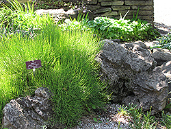 Joint Fir (Ephedra gerardiana) at Lakeshore Garden Centres