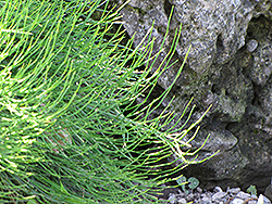 Joint Fir (Ephedra gerardiana) at Lakeshore Garden Centres