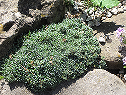 Minimounds Pinks (Dianthus 'Minimounds') at Lakeshore Garden Centres