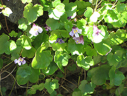 Kenilworth Ivy (Cymbalaria muralis) at Lakeshore Garden Centres