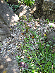 Sierra Shooting Star (Dodecatheon jeffreyi) at Lakeshore Garden Centres