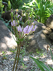 Sierra Shooting Star (Dodecatheon jeffreyi) at Lakeshore Garden Centres