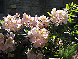 Dexter's Brandy Green Rhododendron (Rhododendron 'Dexter's Brandy Green') at Lakeshore Garden Centres