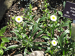Alpine Fleabane (Erigeron alpinus) at Lakeshore Garden Centres
