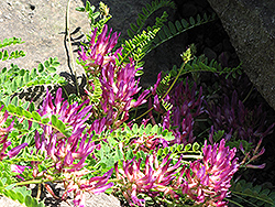 Monpellier Milk Vetch (Astragalus monspessulanus) at Lakeshore Garden Centres