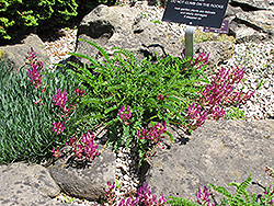 Monpellier Milk Vetch (Astragalus monspessulanus) at Lakeshore Garden Centres