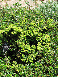 Greenwood Lake Hemlock (Tsuga canadensis 'Greenwood Lake') at Lakeshore Garden Centres