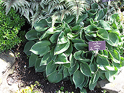 Dew Drop Hosta (Hosta 'Dew Drop') at Lakeshore Garden Centres