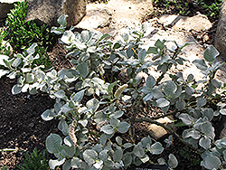 Woolly Willow (Salix lanata) at Lakeshore Garden Centres