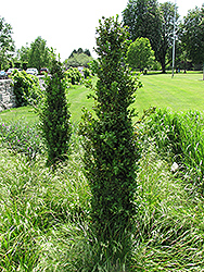 Graham Blandy Boxwood (Buxus sempervirens 'Graham Blandy') at Lakeshore Garden Centres