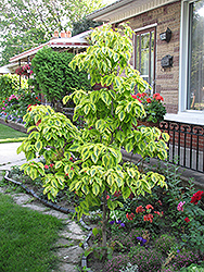Cherokee Daybreak Flowering Dogwood (Cornus florida 'Cherokee Daybreak') at Lakeshore Garden Centres