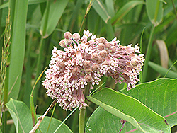 Common Milkweed (Asclepias syriaca) at The Mustard Seed