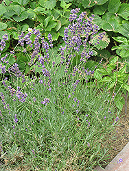 Lavendin (Lavandula x intermedia) at Lakeshore Garden Centres