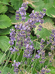 Lavendin (Lavandula x intermedia) at Lakeshore Garden Centres