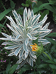 Tasmanian Tiger Evergreen Spurge (Euphorbia characias 'Tasmanian Tiger') at Lakeshore Garden Centres