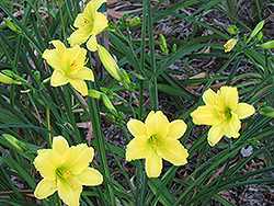 Green Flutter Daylily (Hemerocallis 'Green Flutter') at Lakeshore Garden Centres