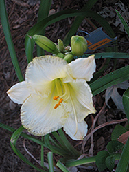 Alpine Snow Daylily (Hemerocallis 'Alpine Snow') at Lakeshore Garden Centres