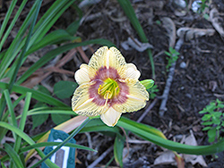 Exotic Echo Daylily (Hemerocallis 'Exotic Echo') at Lakeshore Garden Centres