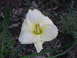 Full Moon Daylily (Hemerocallis 'Full Moon') at Lakeshore Garden Centres