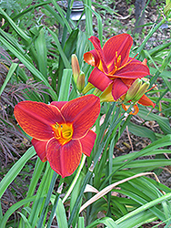 Big Red Daylily (Hemerocallis 'Big Red') at Lakeshore Garden Centres