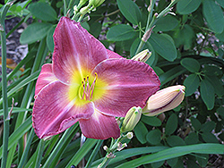 Ethiopia Daylily (Hemerocallis 'Ethiopia') at Lakeshore Garden Centres