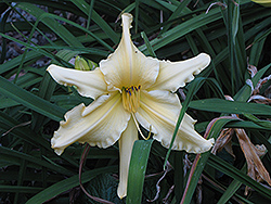 Mynelle's Starfish Daylily (Hemerocallis 'Mynelle's Starfish') at Lakeshore Garden Centres