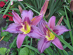 Blueberry Cream Daylily (Hemerocallis 'Blueberry Cream') at Lakeshore Garden Centres