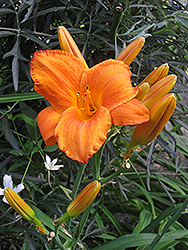 Techny Spider Daylily (Hemerocallis 'Techny Spider') at Lakeshore Garden Centres