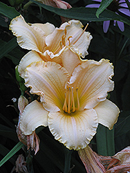 Femme Osage Daylily (Hemerocallis 'Femme Osage') at Lakeshore Garden Centres
