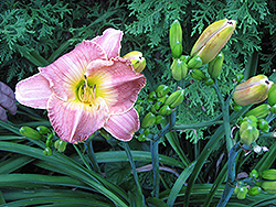 Days of Wine Daylily (Hemerocallis 'Days of Wine') at Lakeshore Garden Centres